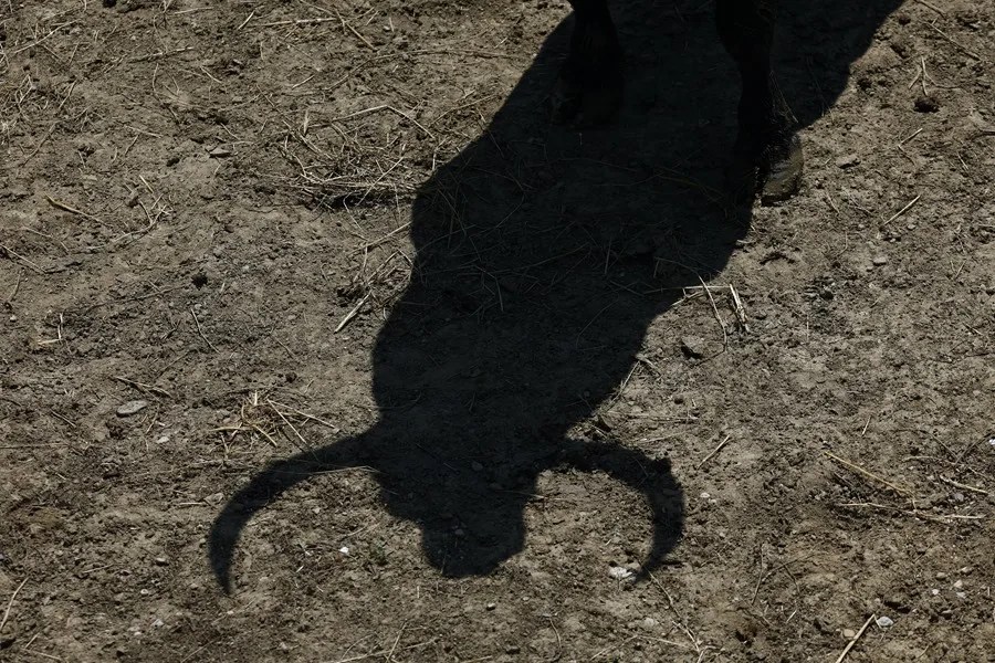 El debate sobre la tauromaquia en los festejos populares está ya sobre la mesa