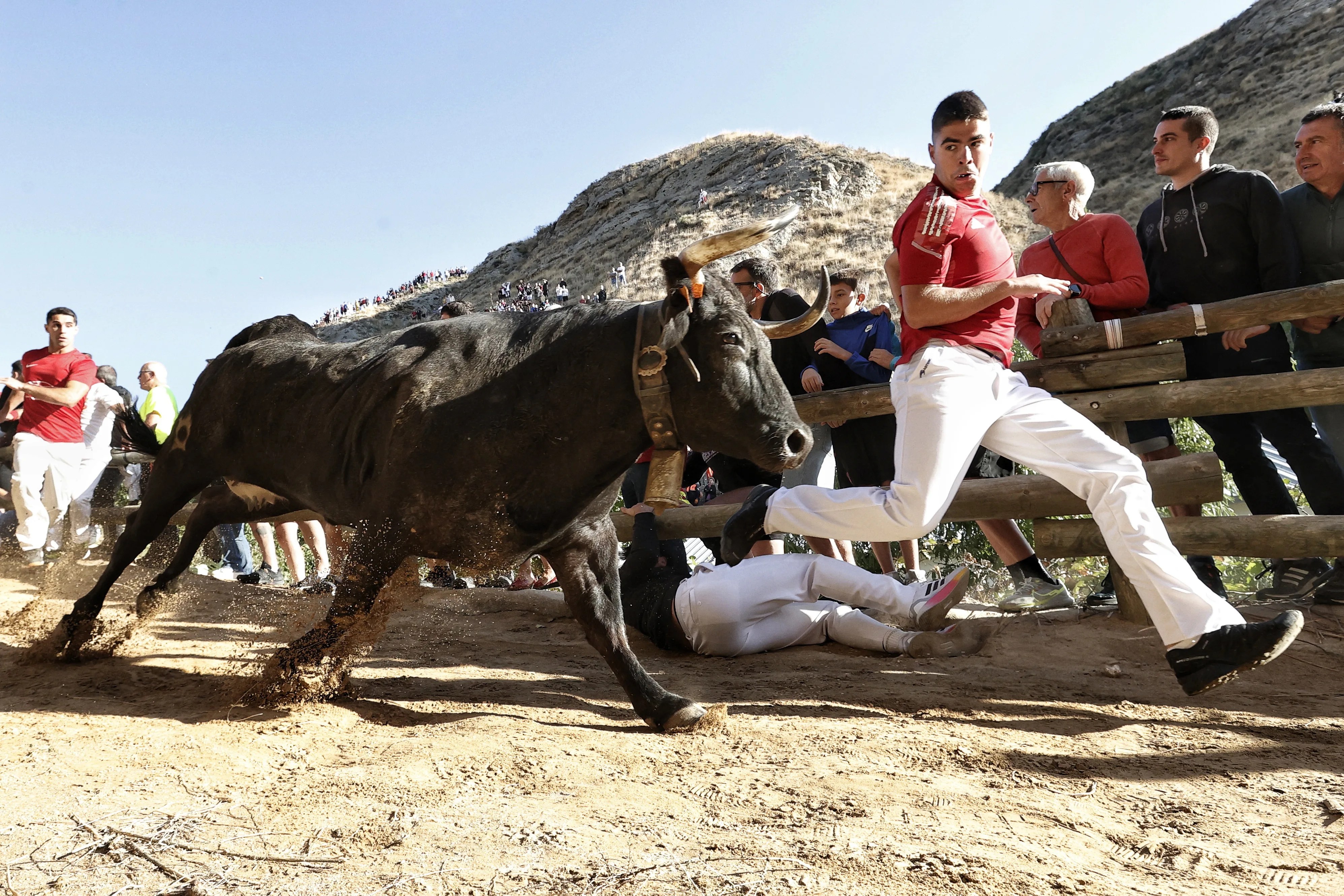 Imagen del encierro del Pilón de 2025 con vacas de Juan José Laparte