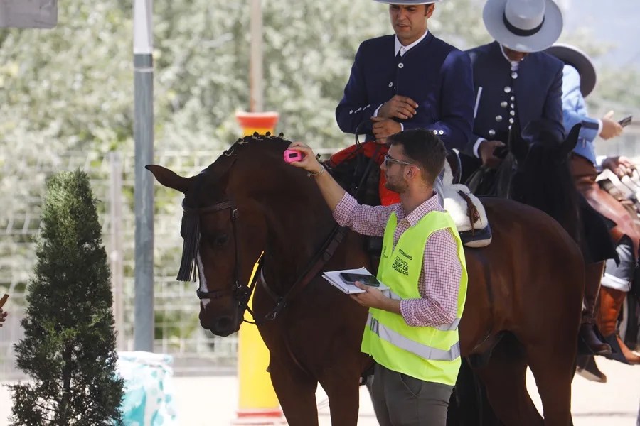 Veterinarios ambulantes