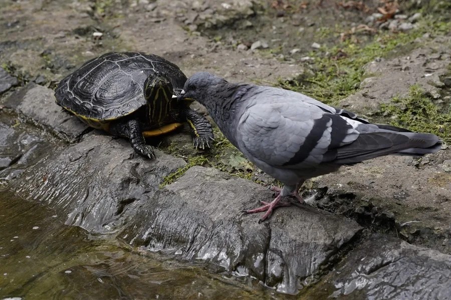 Una tortuga y una paloma se observan de cerca en el estanque en el parque de San Francisco este jueves.