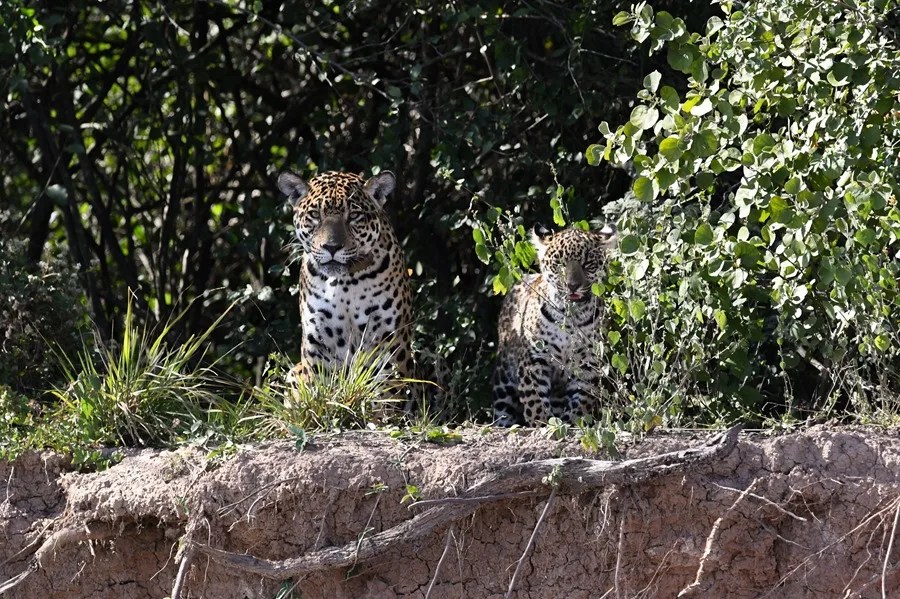 yaguareté argentino