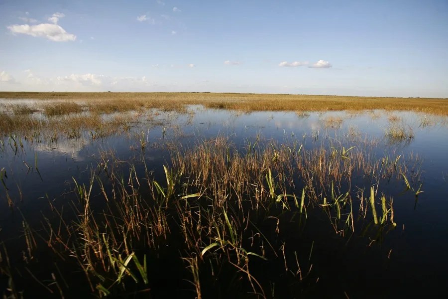 Everglades Alligator Alcatraz