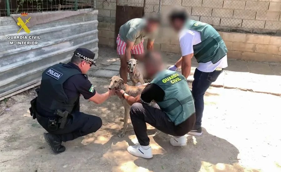 La Guardia Civil ha detenido a una pareja vecina de Sevilla tras robar dos galgos