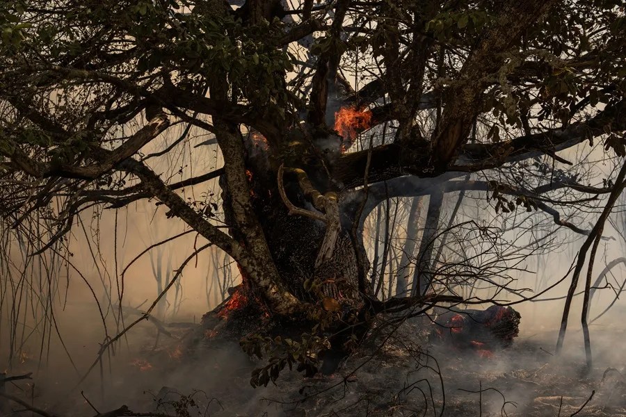 Un castaño arde a causa del incendio de Oímbra (Ourense)