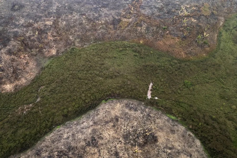 Brasil lanza sistema para medir diariamente la deforestación en la Amazonía