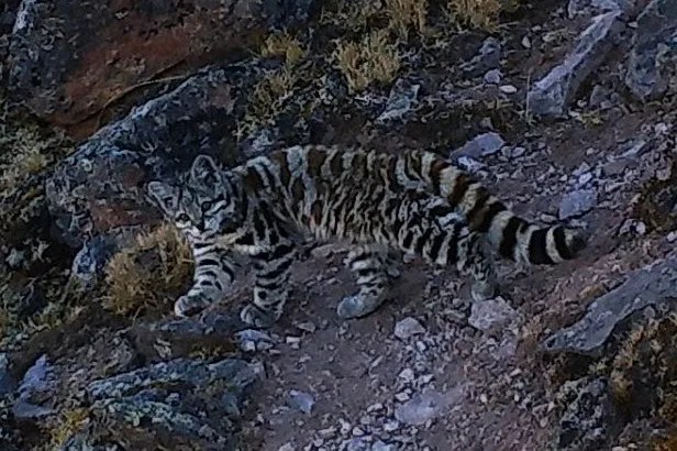 La cruzada para cuidar al gato andino, el mensajero de los espíritus guardianes en Bolivia