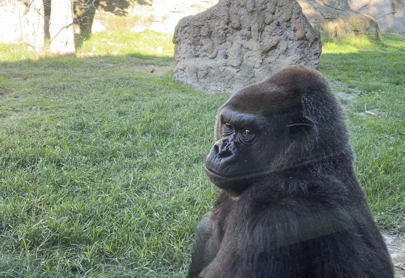 Gorila en el Zoo de Madrid