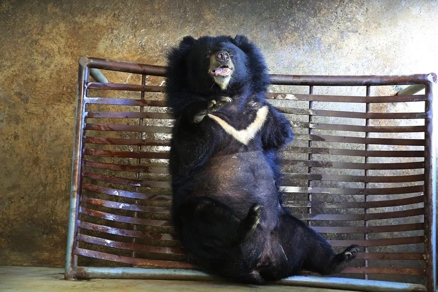 Fotografía de archivo de un oso negro en el Centro de Rescate para Osos de Vietnam, en el Parque Nacional de Tam Dao (Vietnam). EFE/ Luong Thai Linh
