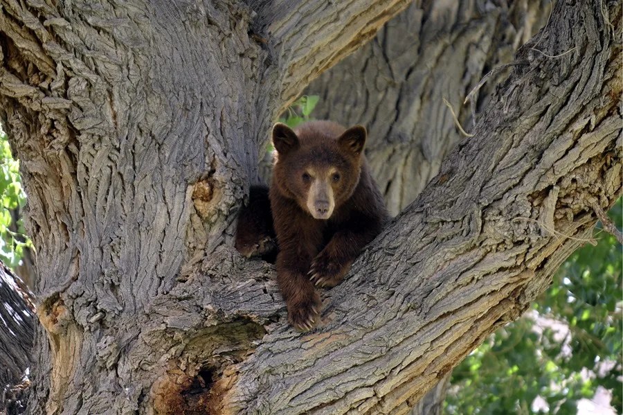 El estado de Florida (EE.UU.) permite nuevamente la caza de osos, tras diez años de veto