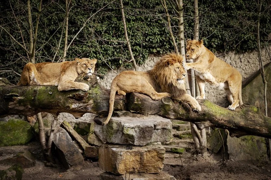 Leones en zoo.