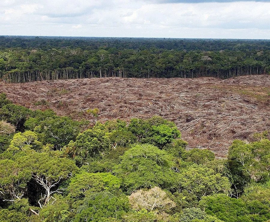 La deforestación en la Amazonía de Brasil cae un 11,08 % en el último año