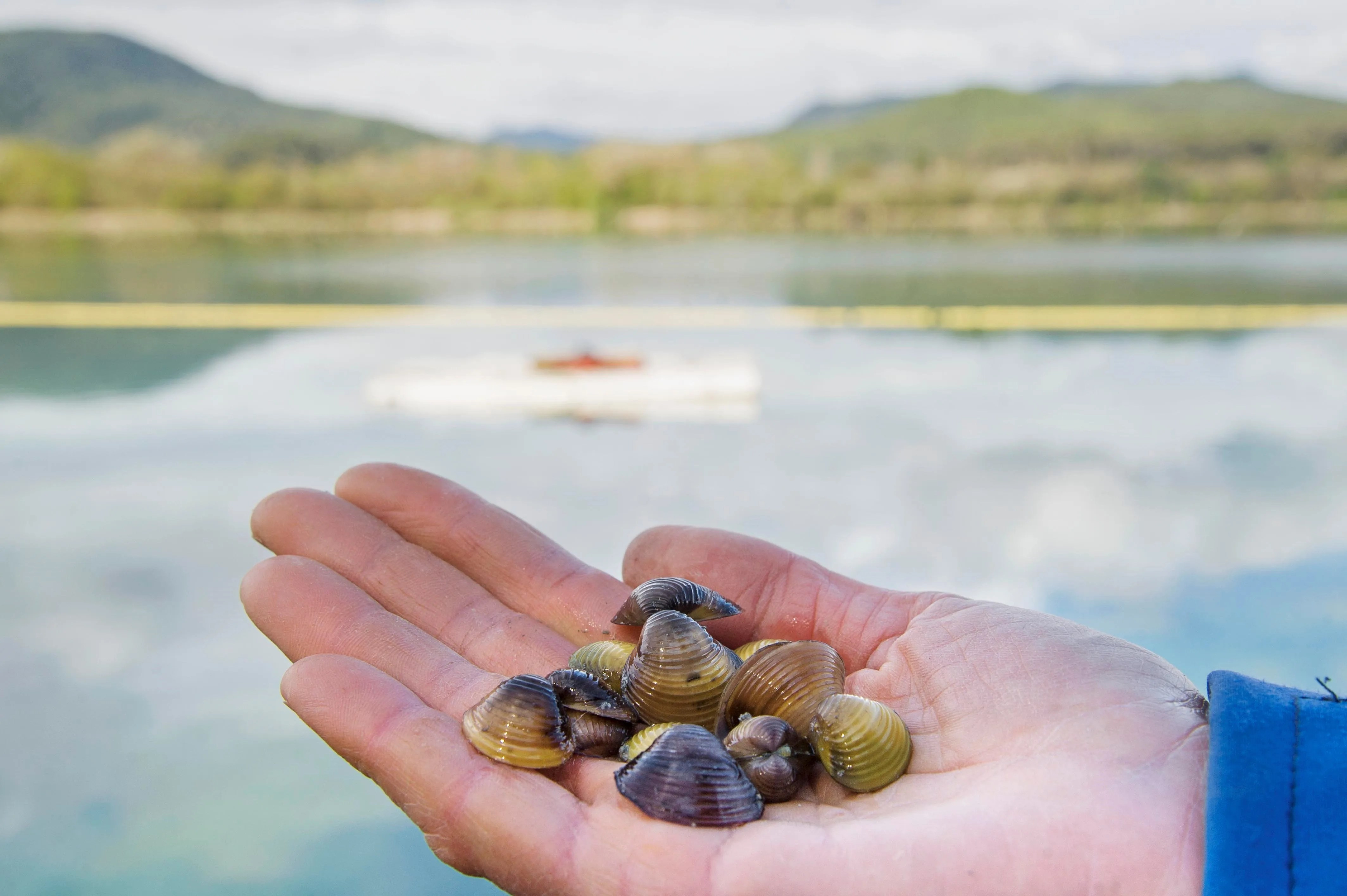 almeja japonesa Huelva