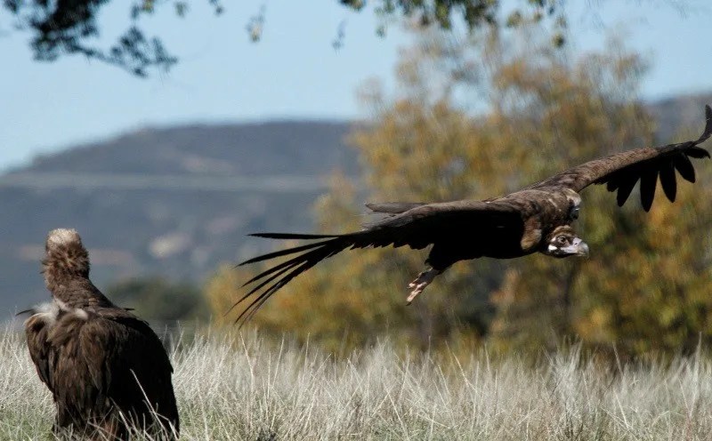 Buitre negro (Aegypius monachus).