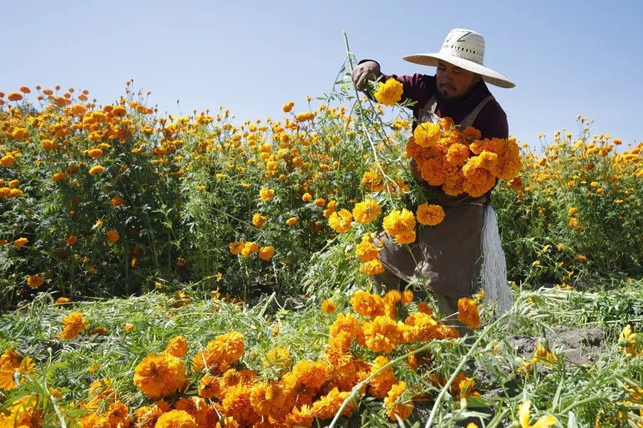 Cempasúchil, la flor mexicana que guía a las almas de los muertos de vuelta a sus hogares