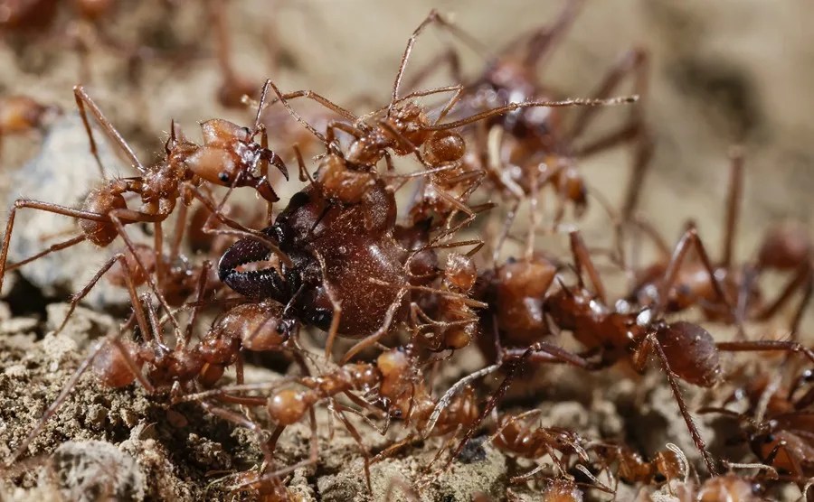 Imagen de archivo de hormigas