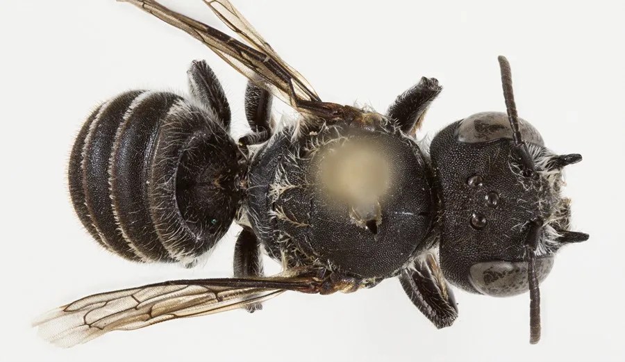 Una investigadora australiana ha identificado una nueva especie de abeja nativa con diminutos cuernos que le dan un aspecto "demoníaco",