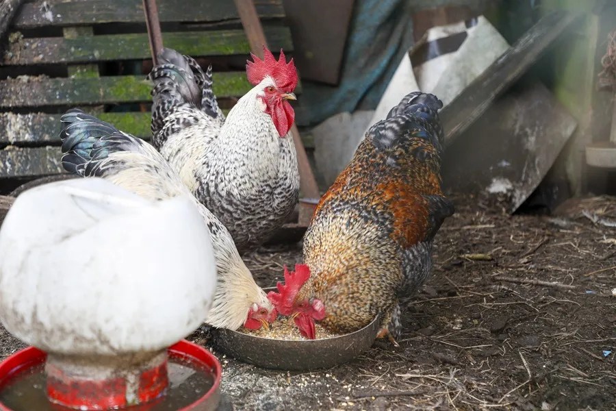 Aves de corral, gallinas y gallos mestizos en una aldea de Palas de Rei (Lugo).
