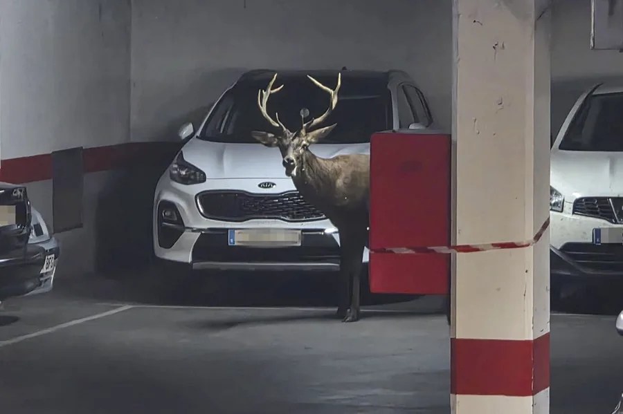 Un ciervo se ha adentrado a primera hora de esta tarde en las calles de la ciudad de Zamora y ha accedido al parquin municipal de San Martín.