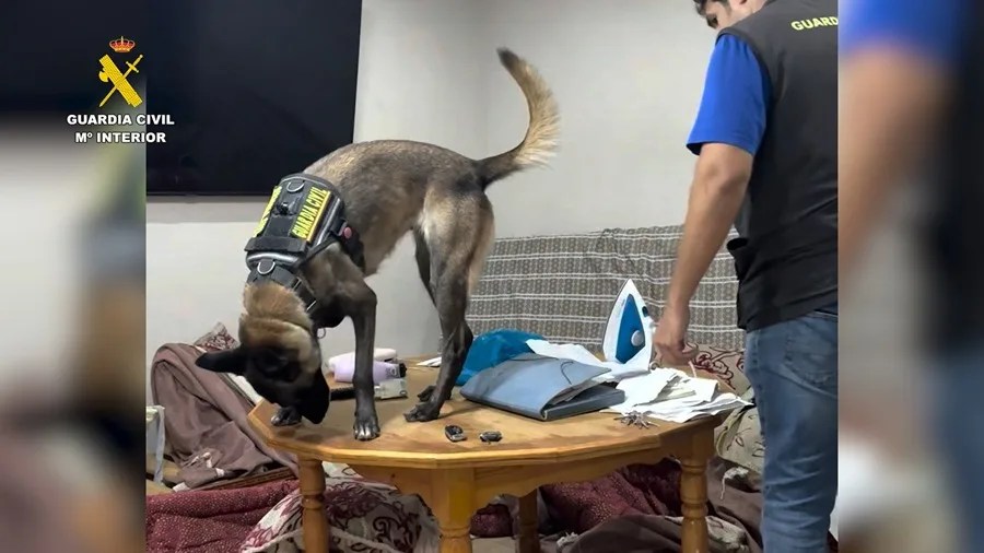 La Guardia Civil ha detenido en Melilla a 11 personas integrantes de una organización criminal