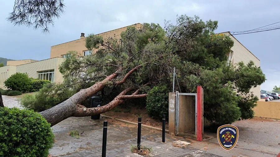 Imagen de un pino que ha caído sobre una escuela infantil en Son Caliu, en el municipio mallorquín de Calvià.