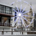 Una gaviota se posa en la pasarela del Club Náutico de San Sebastián.