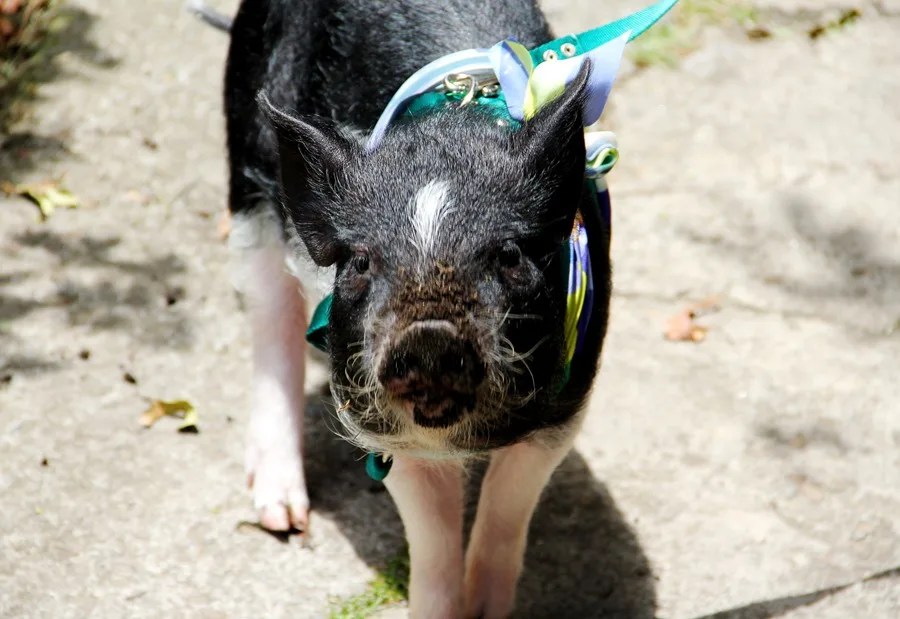 Horacio, un cerdo enano, el despertador de una diseñadora de moda colombiana