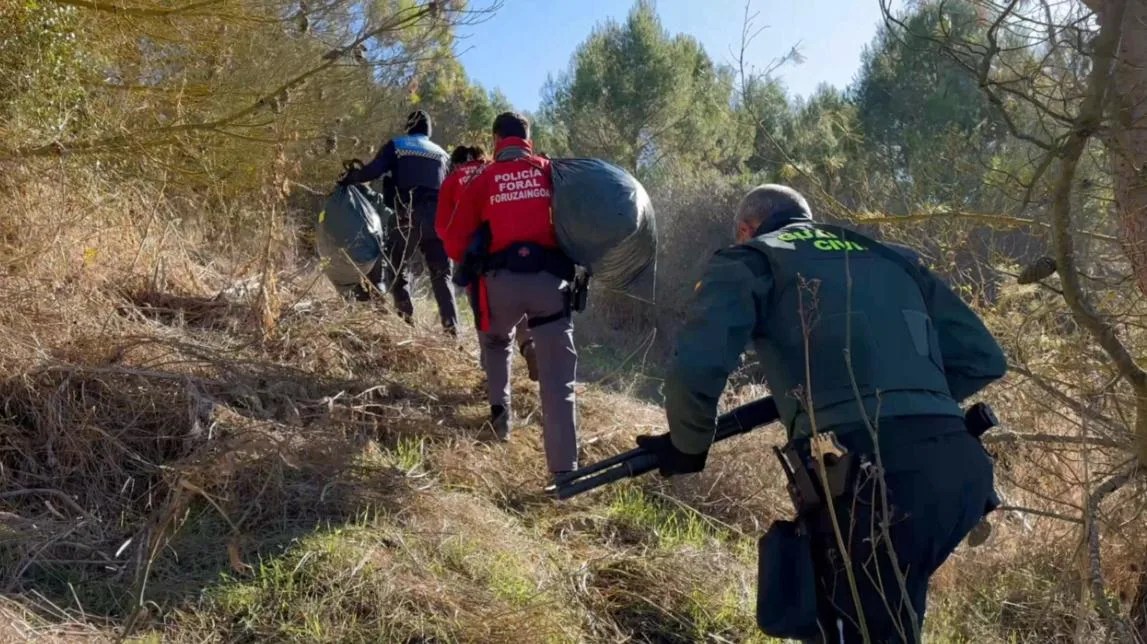 Imagen cedida por la Guardia Civil del desmantelamiento de una plantación de Marihuana cerca de Sangüesa