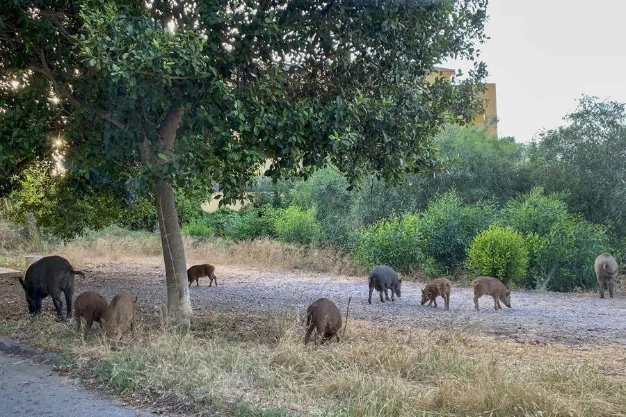 Varios jabalíes en una zona urbana