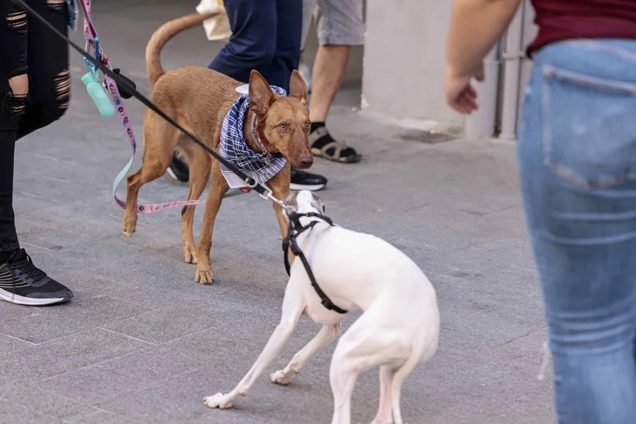 Imagen de dos perros.