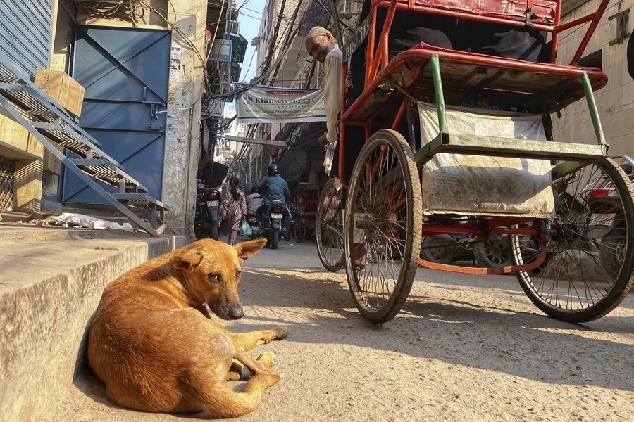 Envenenados más de un centenar de perros callejeros en la India