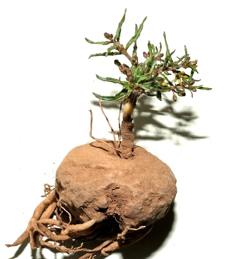 BOTANICOS ESPECIES NUEVAS