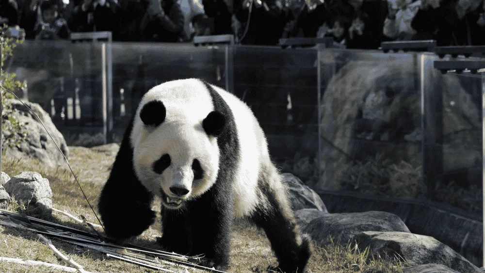Imagen de uno de los pandas devueltos por Japón