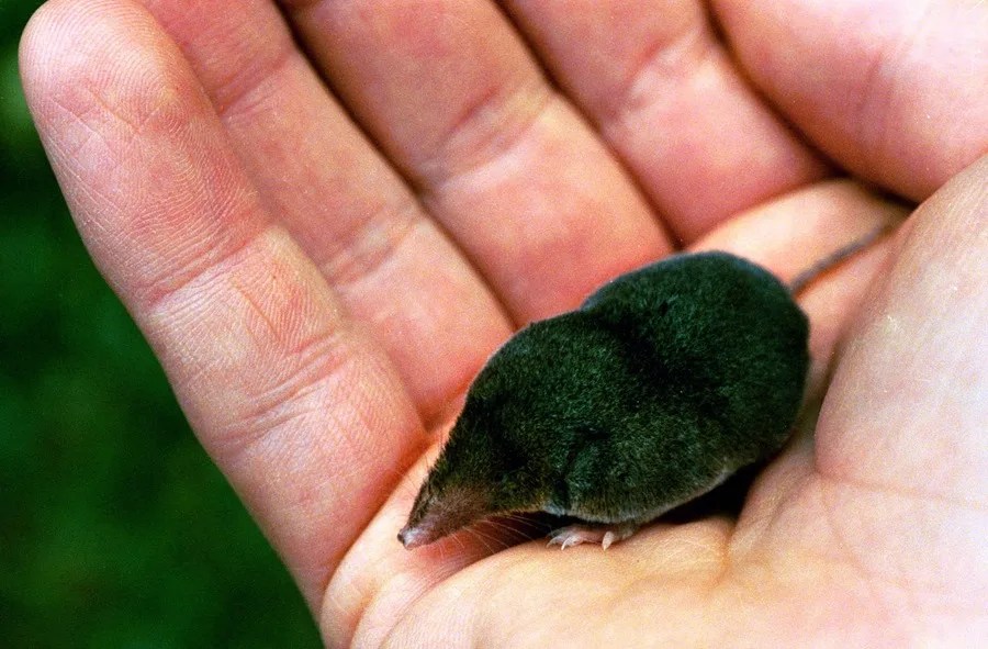 Fotografía de archivo de una musaraña