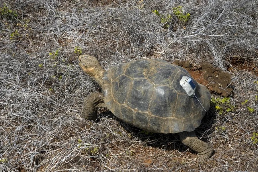 Fotografía cedida por el Ministerio de Ambiente de Ecuador que muestra una tortuga en Galápagos (Ecuador). EFE/ Ministerio de Ambiente de Ecuador