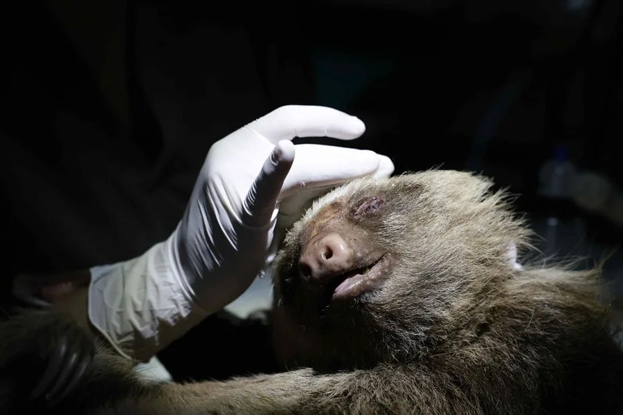 Costa Rica rescate animales