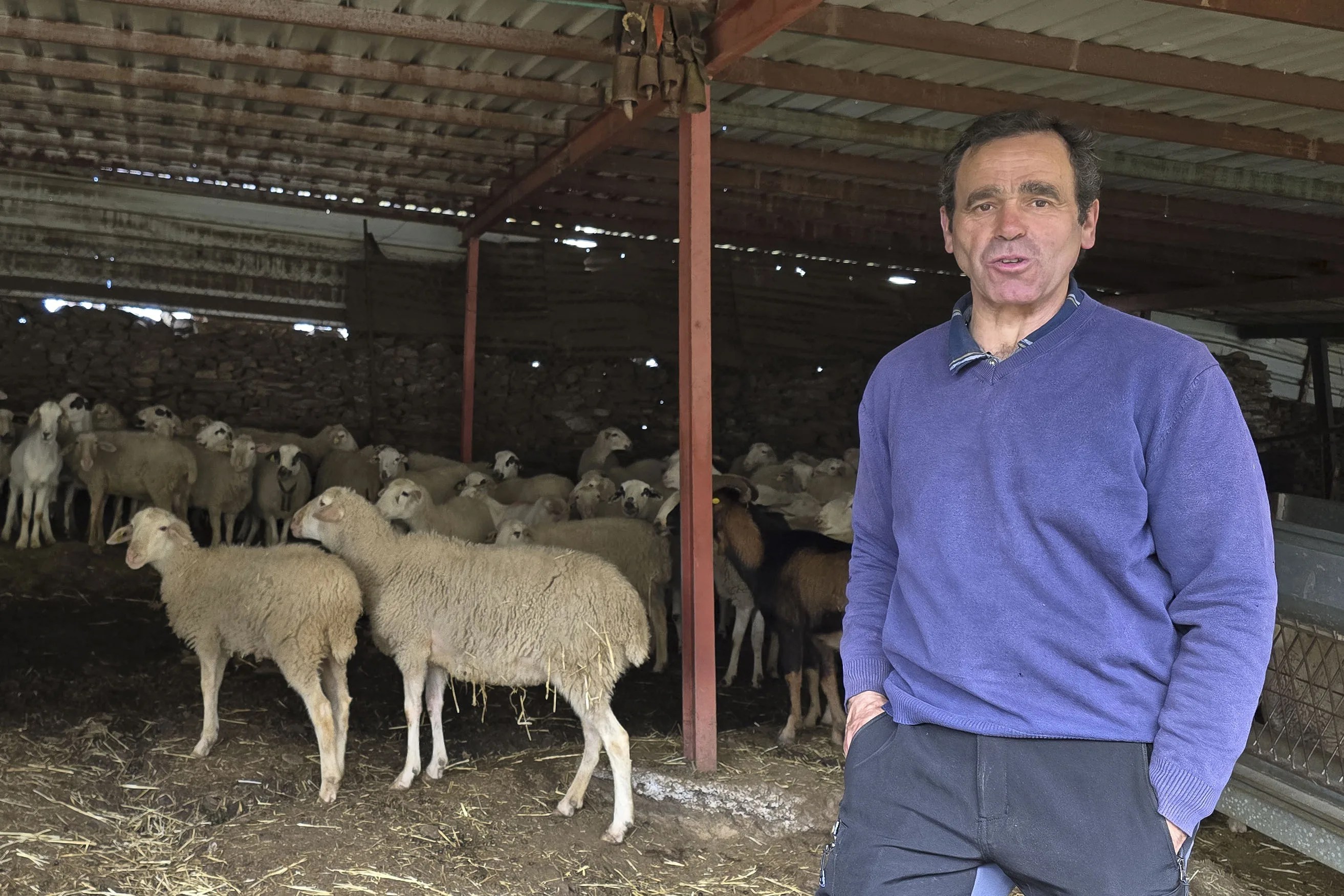 Ovejas bomberas, el ganado extensivo para prevenir incendios