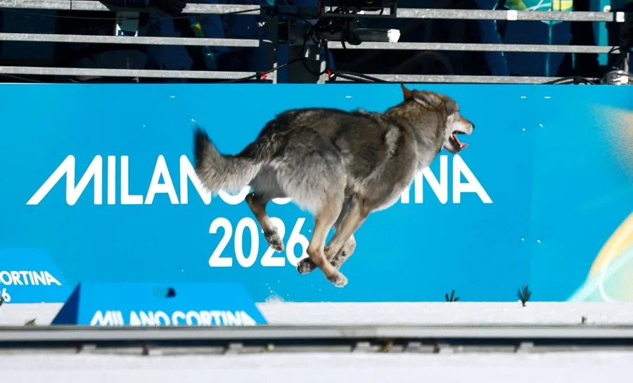 n perro entra en la pista durante la clasificación de velocidad libre por equipos femenino de las competiciones de esquí de fondo