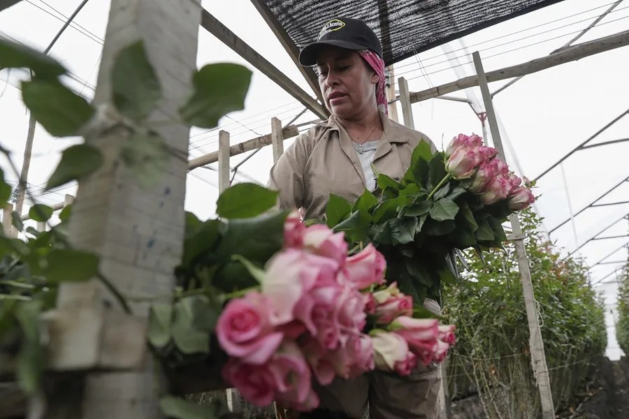 Un sector con rostro femenino: las mujeres que hacen posible San Valentín desde Colombia