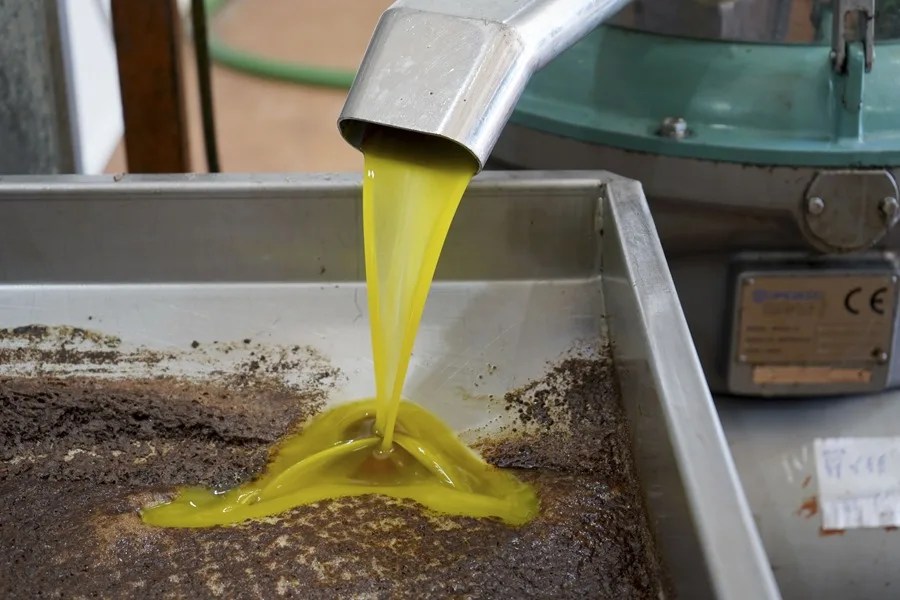 producción aceite de oliva