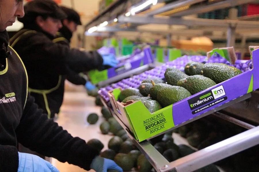 AGUACATES CERVEZAS ENTRAN IPC