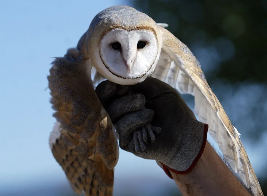 Imagen de una lechuza común.