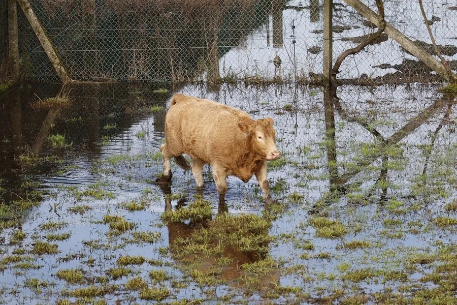Una vaca en un prado inundado.