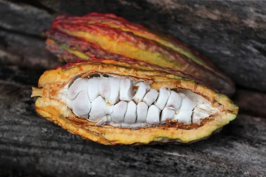Fotografía de semillas de cacao