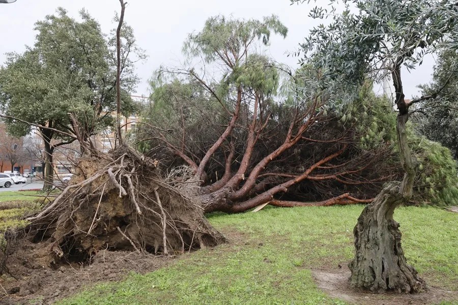 La borrasca ha dejado de momento más de 150 incidencias solo en la provincia de Sevilla.