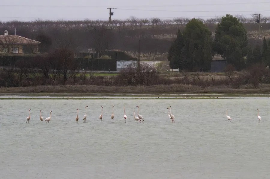 Reserva Natural de la Laguna de La Inesperada, en Pozuelo de Calatrava (Ciudad Real).
