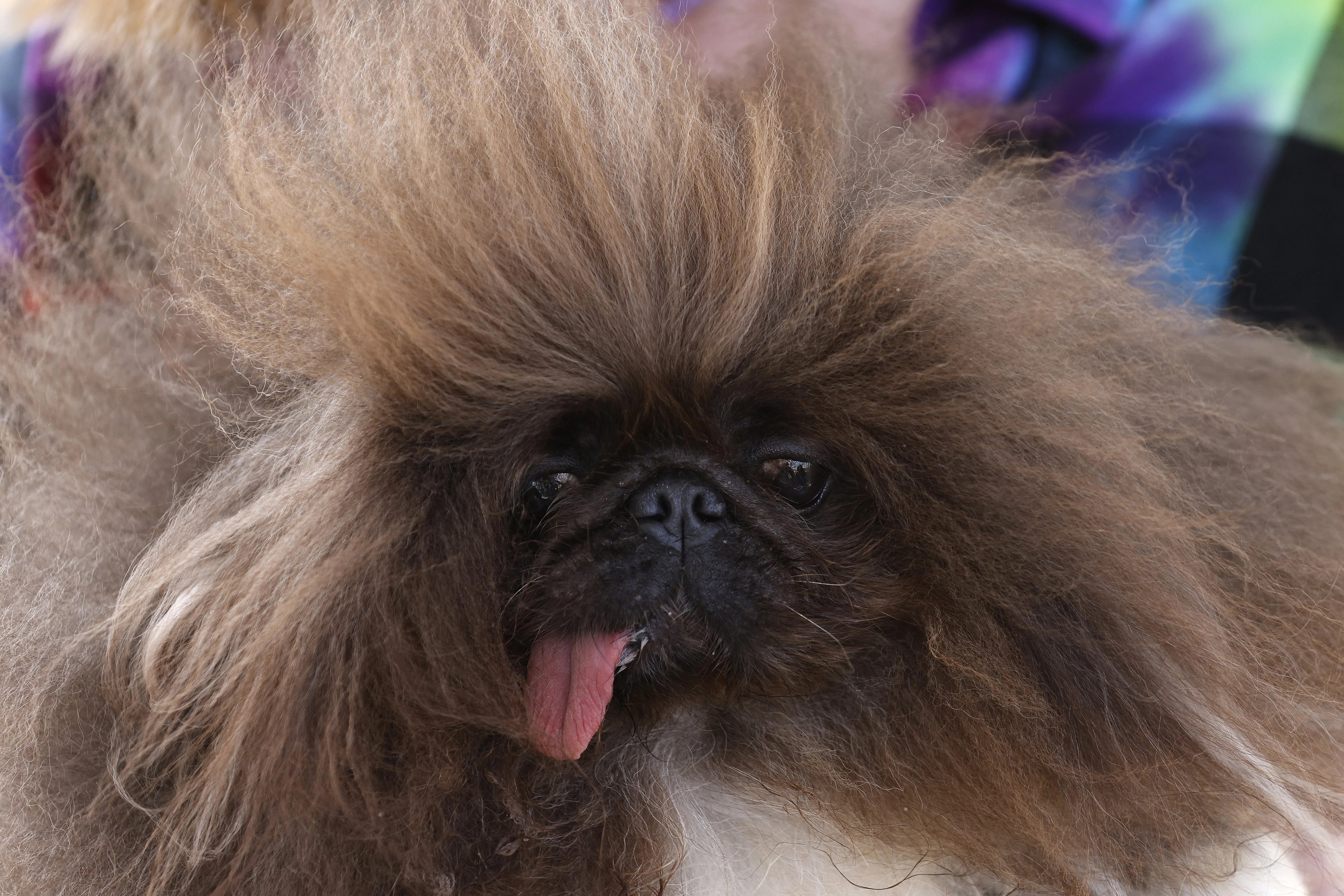 Wild Thing, un pequinés de siete años, en una imagen de archivo.