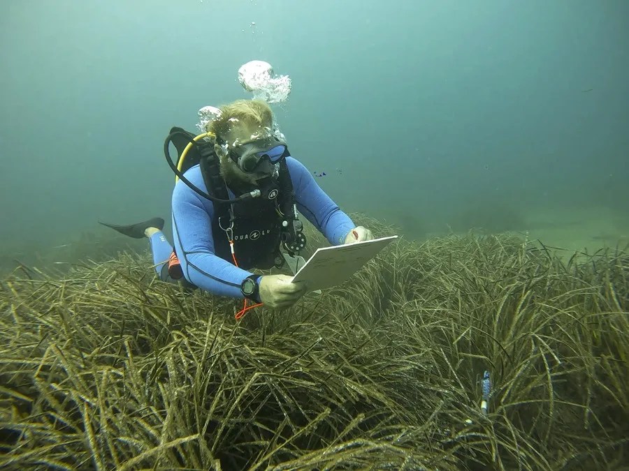 Fotografía de archivo de una pradera de posidonia oceánica en el Puerto de Sóller, en Mallorca.