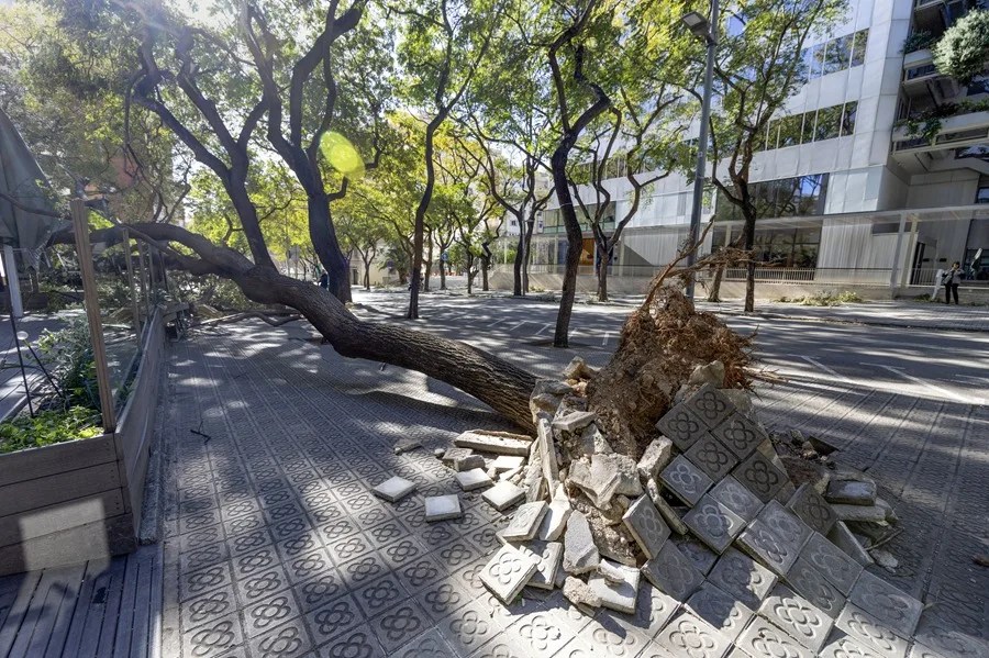 Un árbol caído en la zona alta de Barcelona