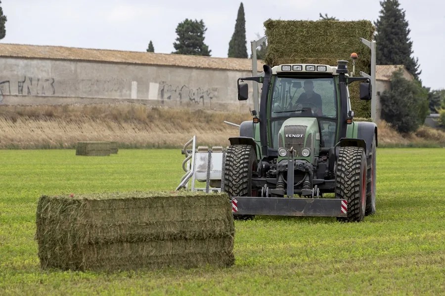GUERRA EXPORTACIONES ALFALFA