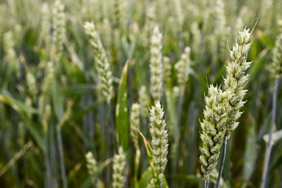 GUERRA PRECIOS AGRICOLAS